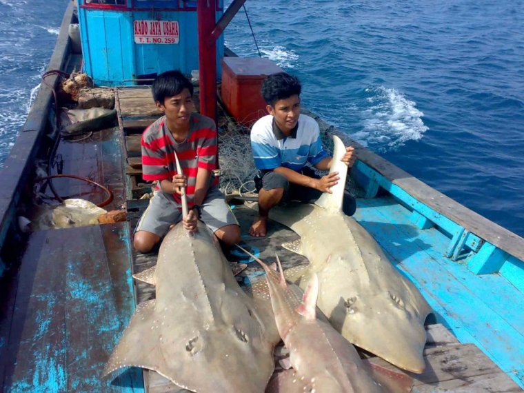 Gambar Ikan Pari Aquakultur Gambar Hiu di Rebanas Rebanas Gambar Ikan Pari Aquakultur Gambar Hiu di Rebanas Rebanas