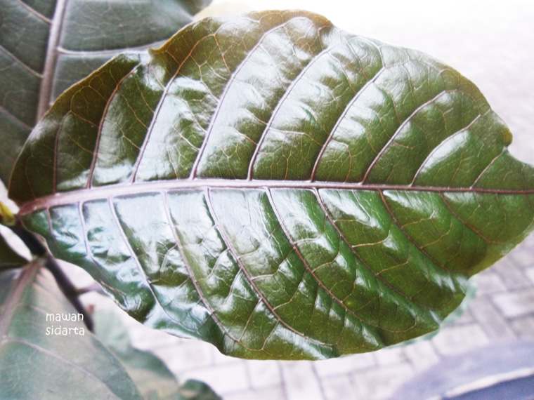 Daun Ungu Sembuhkan Sakit Ambeien - Kompasiana.com