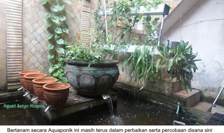 Menyulap Kolam Ikan Lawas dengan Tanaman dan Ikan Nila Menyulap Kolam Ikan Lawas dengan Tanaman dan Ikan Nila