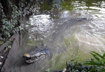 Penangkaran Buaya Di Balikpapan Ada Sate Buaya Rp 5 000 Per Penangkaran Buaya Di Balikpapan Ada Sate Buaya Rp 5 000 Per
