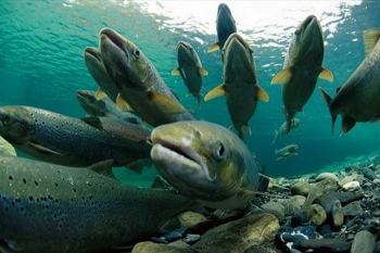 Anomali Kehidupan Ikan Migrasi Ke Jenis Air Yang Berbeda Untuk Anomali Kehidupan Ikan Migrasi Ke Jenis Air Yang Berbeda Untuk