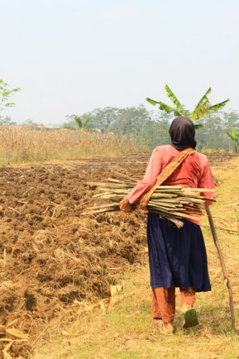 Sawah  Yang Mengandalkan Air Hujan Untuk Bercocok  Tanam    Sawah  Yang Mengandalkan Air Hujan Untuk Bercocok  Tanam