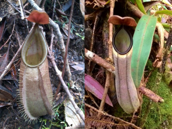 Sebutan Untuk Tumbuhan Pemakan Serangga Adalah Sebutkan Sebutan Untuk Tumbuhan Pemakan Serangga Adalah Sebutkan