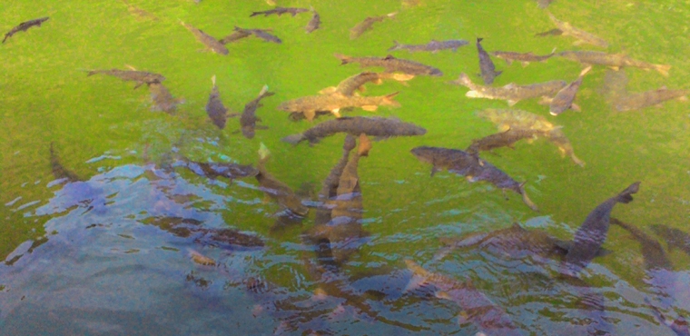  Ikan Sakti Sungai  Janiah Kalau Mati Dikafani Halaman 1 