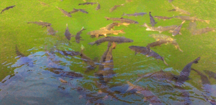 Ikan Sakti Sungai Janiah Kalau Mati Dikafani Halaman 1 Ikan Sakti Sungai Janiah Kalau Mati Dikafani Halaman 1