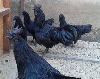 64+ Gambar Ayam Cemara Terbaik 64+ Gambar Ayam Cemara Terbaik