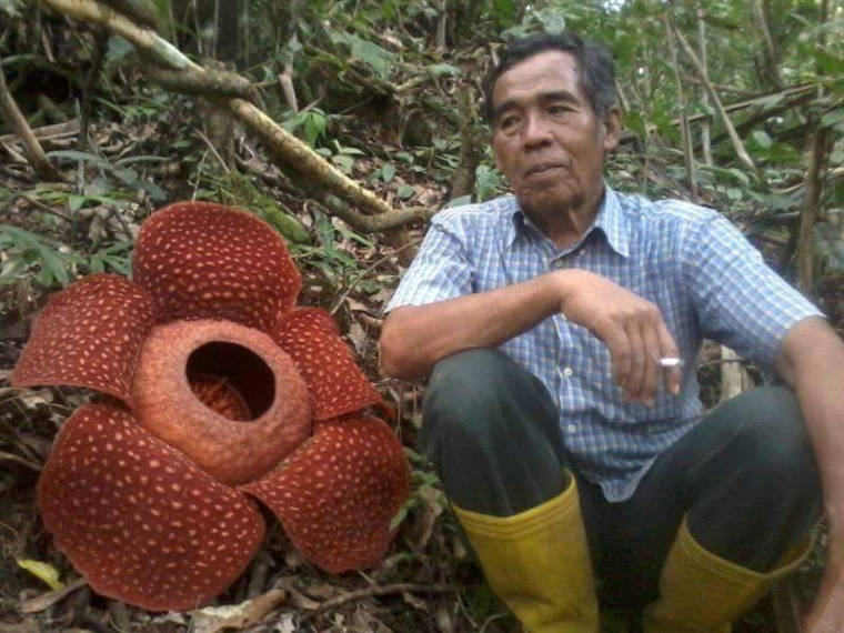 Ditemukan Bunga Rafflesia di Nagari Salo Agam Sumatera Ditemukan Bunga Rafflesia di Nagari Salo Agam Sumatera