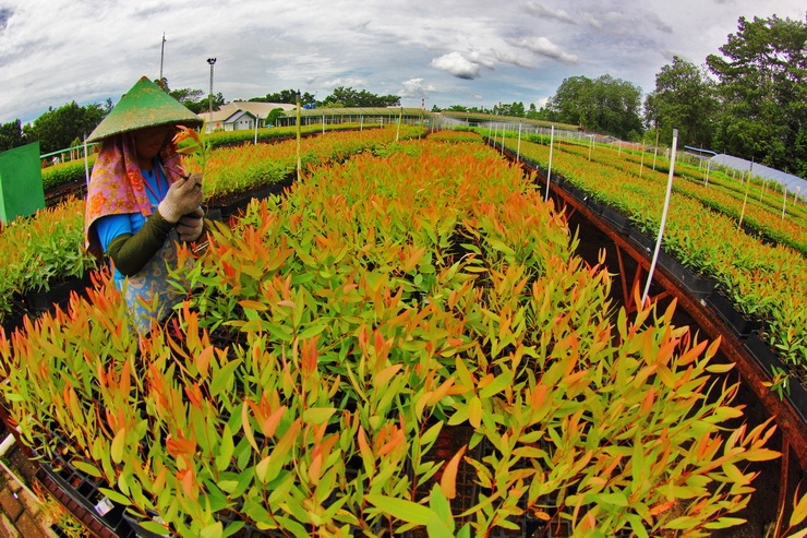 Sisi Lain Hutan Tanaman Industri oleh Dhanang DhaVe Sisi Lain Hutan Tanaman Industri oleh Dhanang DhaVe