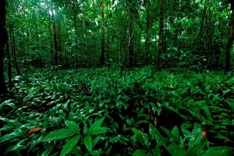 Ini Tipe Vegetasi Hutan Tumbuhan dan Satwa Endemik yang Ini Tipe Vegetasi Hutan Tumbuhan dan Satwa Endemik yang