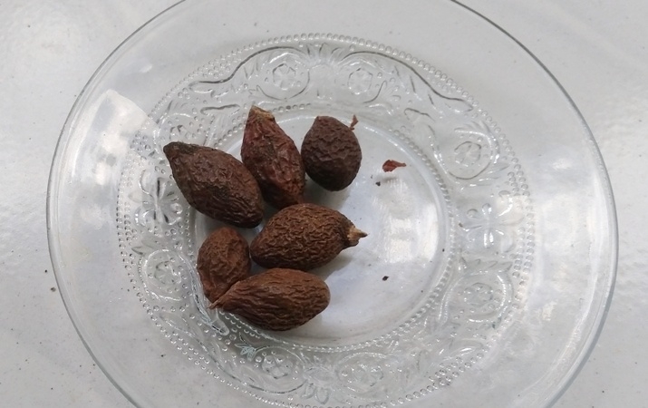 Buah Tempayang Redakan Batuk Akut oleh Bambang Setyawan Buah Tempayang Redakan Batuk Akut oleh Bambang Setyawan