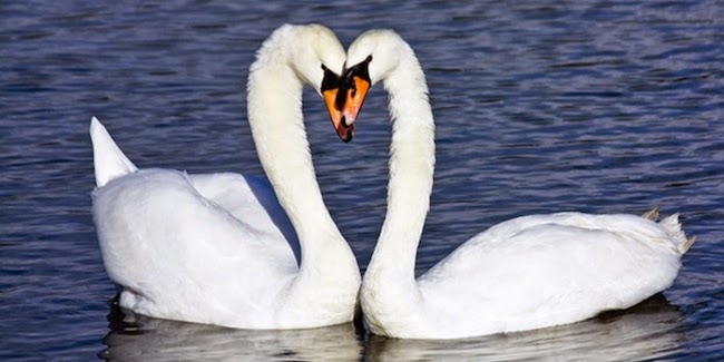 Nama nama Hewan yang Dipakai Nama Orang Zaman Dulu dan Nama nama Hewan yang Dipakai Nama Orang Zaman Dulu dan