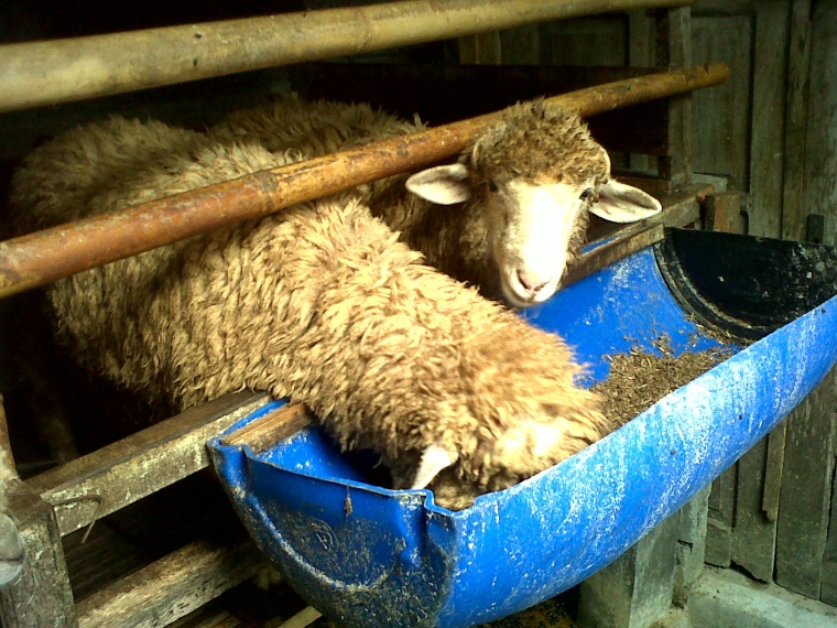 Cara Mudah Membuat Pakan Fermentasi Kambing Kompasiana Com