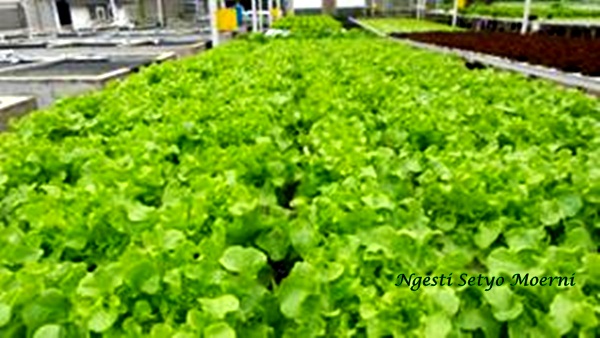 Ngintip Kebun Sayur Hidroponik Milik Roni di Tangerang  Ngintip Kebun Sayur Hidroponik Milik Roni di Tangerang