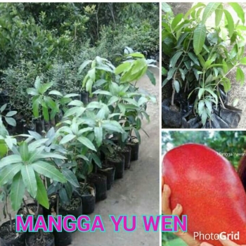 45 Koleksi Gambar Kolase Buah Mangga HD - Kumpulan Gambar Kolase