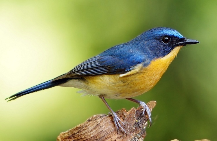 Gambar  Burung yang  Ada  di Dunia Pernahkah Anda Melihatnya   Gambar  Burung yang  Ada  di Dunia Pernahkah Anda Melihatnya