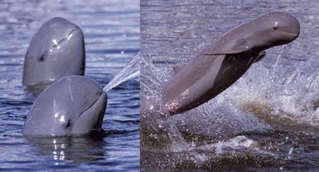 Mengenal Pesut Lumba lumba Air Tawar yang Unik dan Mengenal Pesut Lumba lumba Air Tawar yang Unik dan