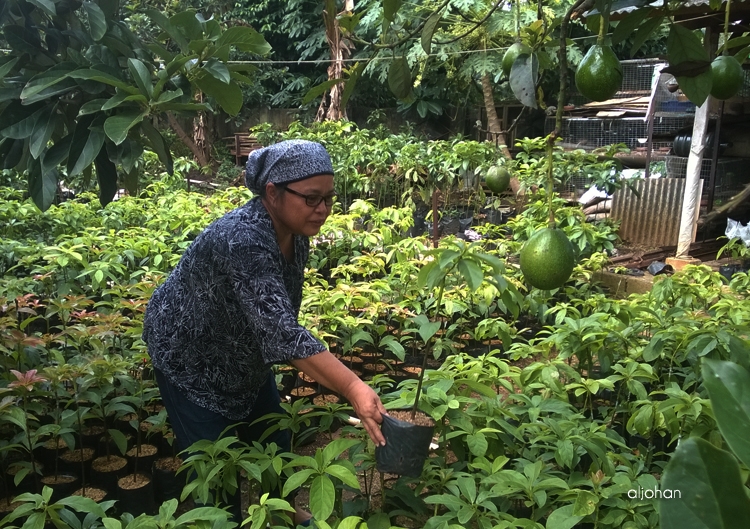 Menanam Alpukat Miki di Halaman Rumah oleh Al Johan Halaman 1 Kompasiana.com Menanam Alpukat Miki di Halaman Rumah oleh Al Johan Halaman 1 Kompasiana.com
