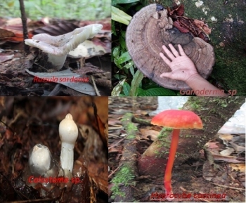 Jamur Makroskopis Manfaat Dan Bahayanya Bagi Kehidupan Jamur Makroskopis Manfaat Dan Bahayanya Bagi Kehidupan