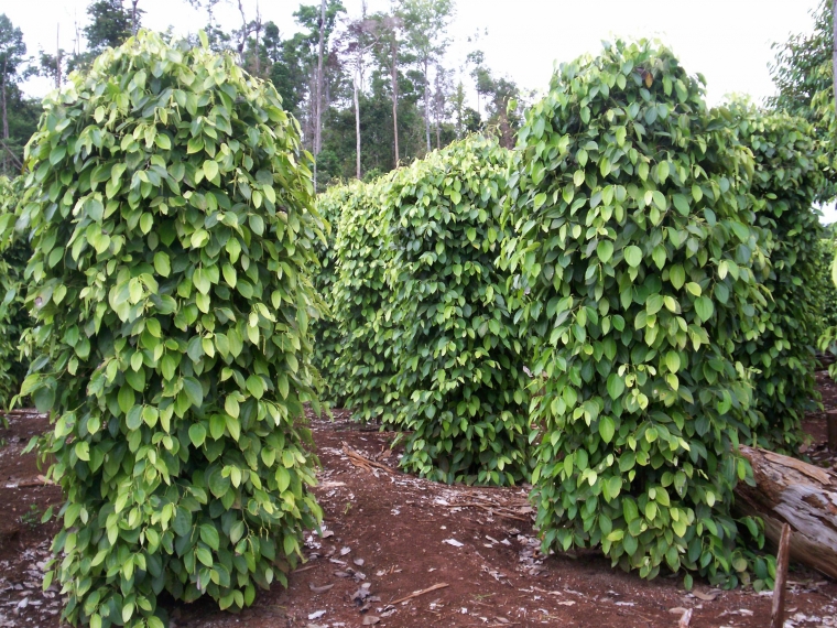 Bertanam Lada Perdu  atau Lada Panjat Halaman 1  Bertanam Lada Perdu  atau Lada Panjat Halaman 1