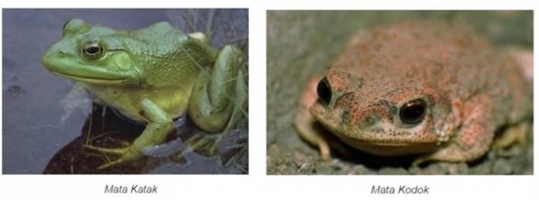 Perbedaan Katak dan Kodok Perbedaan Katak dan Kodok
