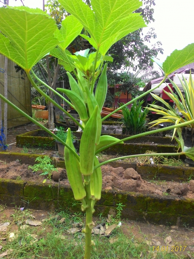 Cerita Seputar Tanaman Okra Kompasiana com Cerita Seputar Tanaman Okra Kompasiana com