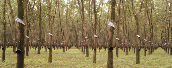 Fakta Menarik tentang Tumbuhan Karet Kompasiana com Fakta Menarik tentang Tumbuhan Karet Kompasiana com