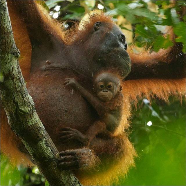 Peranan Penting Orangutan dan Hutan Bagi Kehidupan Ini Peranan Penting Orangutan dan Hutan Bagi Kehidupan Ini