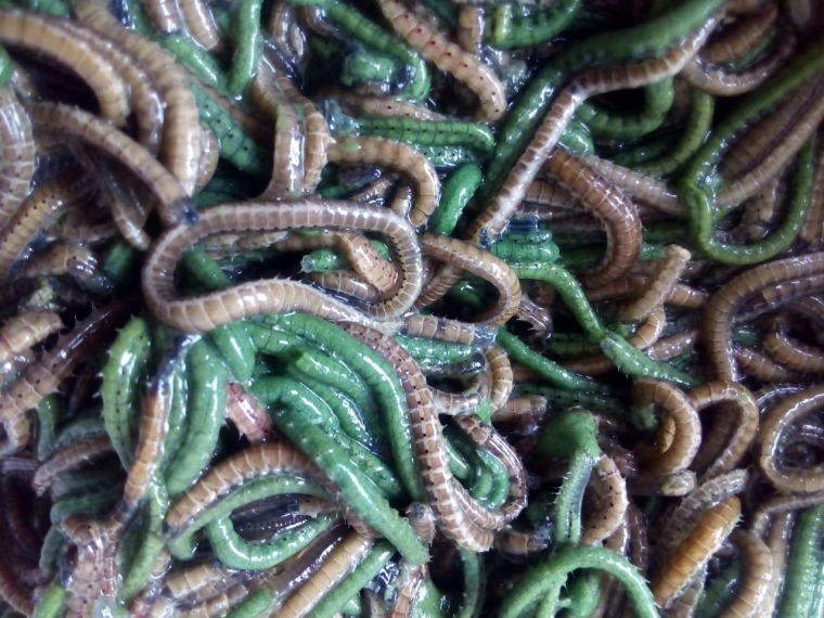 Bau Nyale, Tradisi Orang Austronesia Berburu Cacing Laut  Bau Nyale, Tradisi Orang Austronesia Berburu Cacing Laut