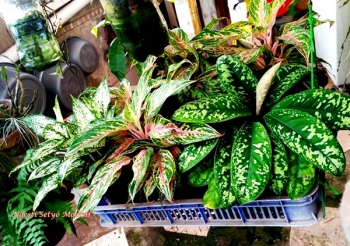Tanaman Aglaonema Akan Cepat Berkembang Biak Apabila Tanaman Aglaonema Akan Cepat Berkembang Biak Apabila