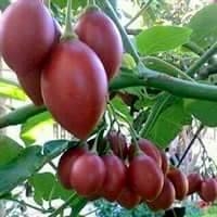 Yuk Ajak Petani Budidayakan Terong Belanda Halaman 1 Yuk Ajak Petani Budidayakan Terong Belanda Halaman 1