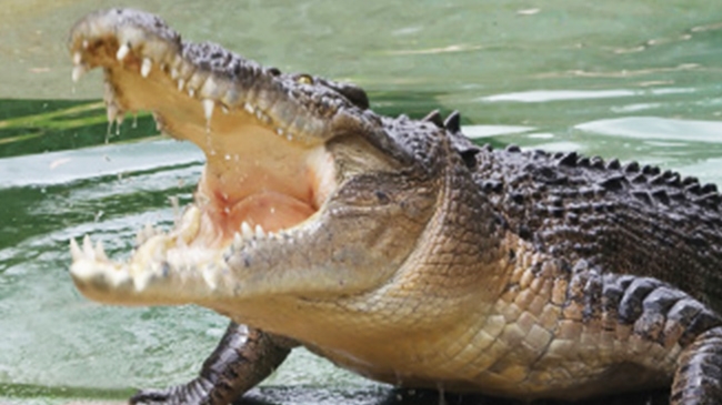 Australia is the land of the Saltwater Crocodile