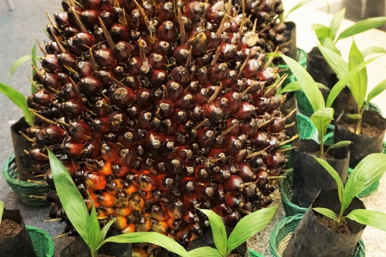 Tanaman Sawit adalah Tanaman Penyelamat Halaman 1 Tanaman Sawit adalah Tanaman Penyelamat Halaman 1