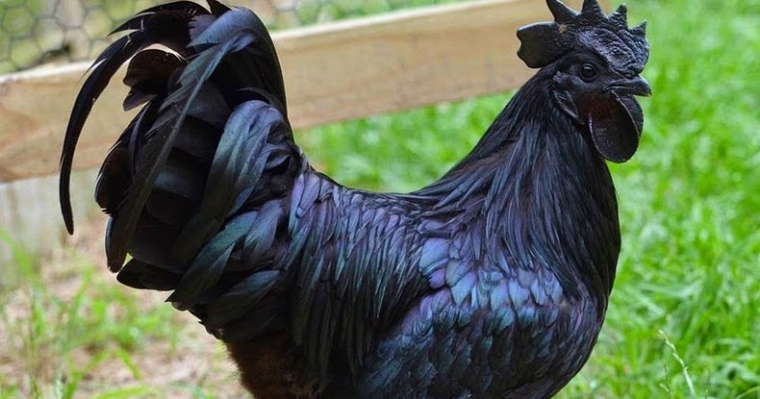 Ayam Cemani Benarkah Memiliki Kekuatan Magis Halaman All Kompasiana Com
