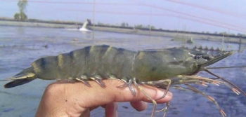 93+ Gambar Udang Hitam Putih Kekinian 93+ Gambar Udang Hitam Putih Kekinian