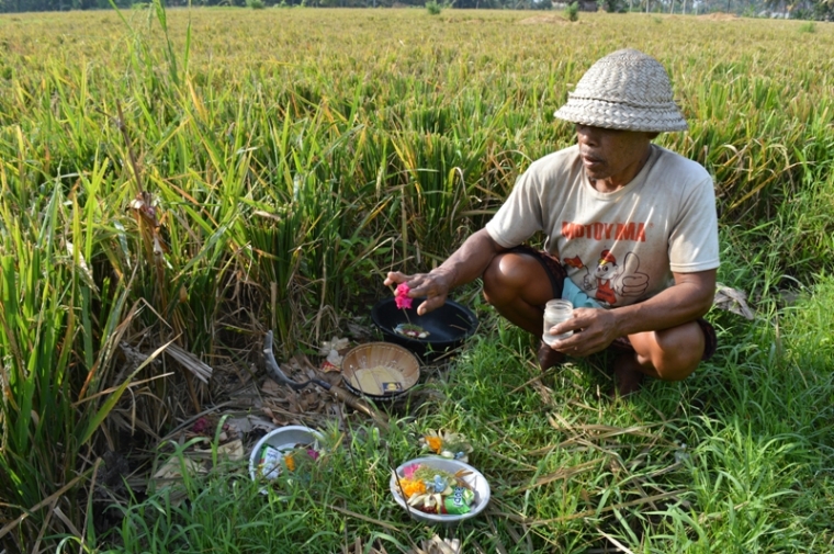 Gundah Gulana Petani Belang