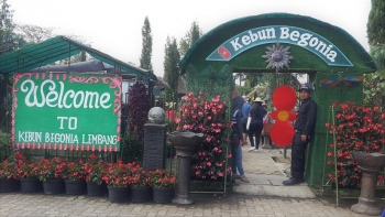 Kesan Kunjungan Singkat Ke Kebun Begonia Lembang Kesan Kunjungan Singkat Ke Kebun Begonia Lembang