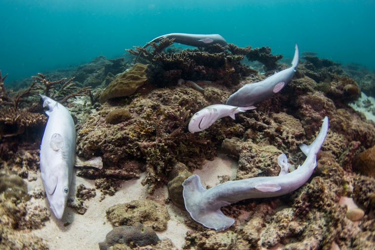 Fakta Tentang Ikan Hiu Halaman All Kompasiana Com