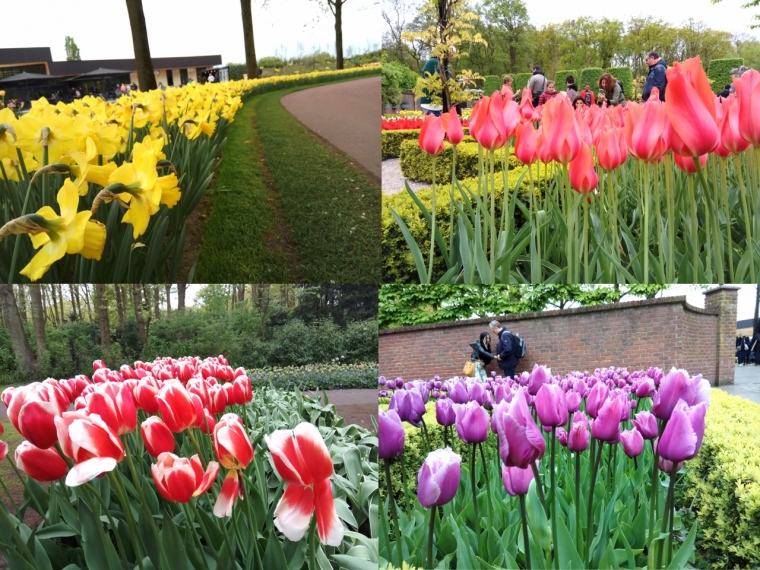 Segarkan Sanubari Lewat Warna warni Bunga Tulip di Segarkan Sanubari Lewat Warna warni Bunga Tulip di