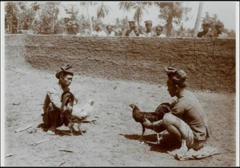 63 Gambar Ayam Ciung Wanara Kekinian 63 Gambar Ayam Ciung Wanara Kekinian