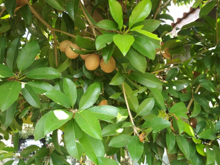Membuat Pohon Sawo Cepat Berbuah Lebat dan Manfaat Buah   Membuat Pohon Sawo Cepat Berbuah Lebat dan Manfaat Buah