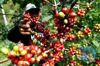 Dapatkan Inspirasi Untuk Gambar Tanaman Kopi Dan Hasil Dapatkan Inspirasi Untuk Gambar Tanaman Kopi Dan Hasil