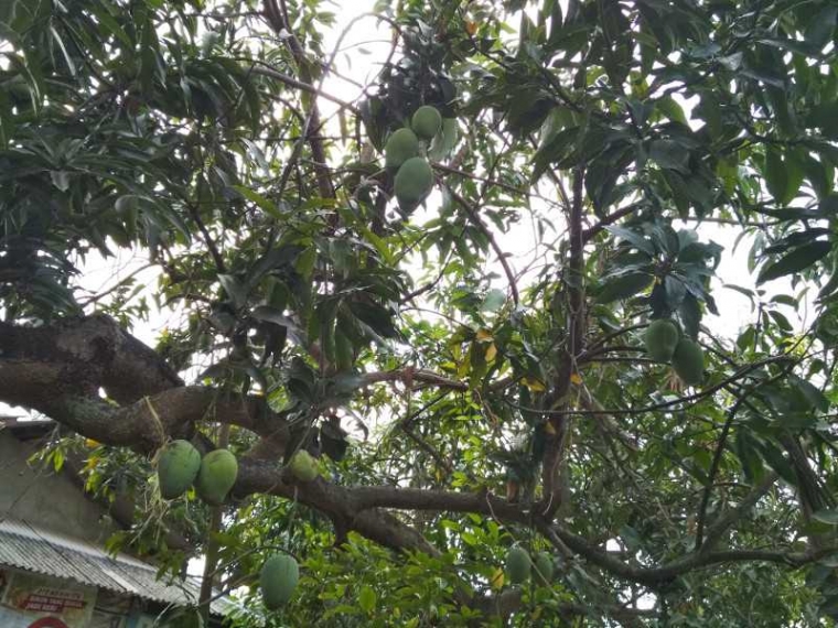 1000 Gambar Buah Mangga Kelapa Paling Baru 1000 Gambar Buah Mangga Kelapa Paling Baru