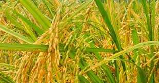 Tetaplah Rendah Hati - Kompasiana.com