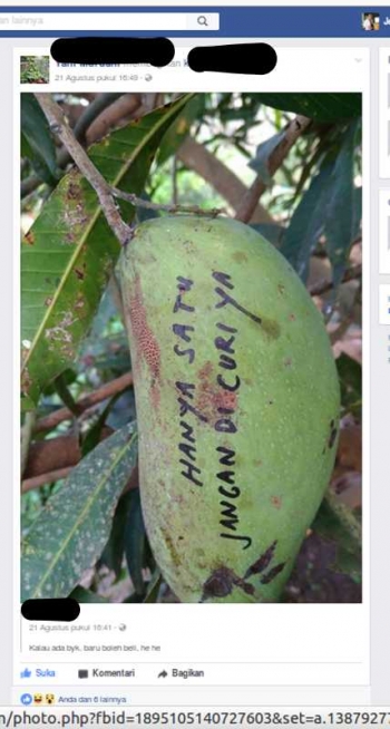Membuat Pohon Mangga Lebih Rindang Lebih Besar Dan Lebih Membuat Pohon Mangga Lebih Rindang Lebih Besar Dan Lebih