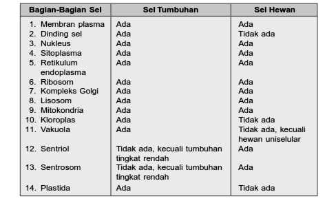 Perbandingan Ukuran Sel Halaman All Kompasiana Com Perbandingan Ukuran Sel Halaman All Kompasiana Com