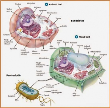 Ayah Ataukah Ibu Sebagai Pewaris Mitokondria Halaman All Ayah Ataukah Ibu Sebagai Pewaris Mitokondria Halaman All