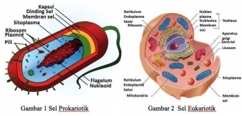 Prokariotik Berasal Dari Zaman Purba Halaman All Prokariotik Berasal Dari Zaman Purba Halaman All