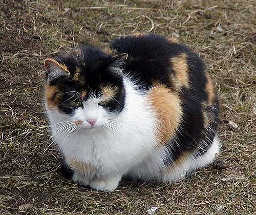 Cerpen Kucing Belang Telon  Halaman 1 Kompasiana com Cerpen Kucing Belang Telon  Halaman 1 Kompasiana com