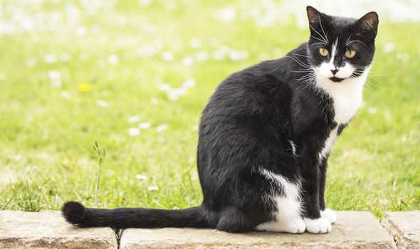 Kucing Belang Halaman 1 - Kompasiana.com