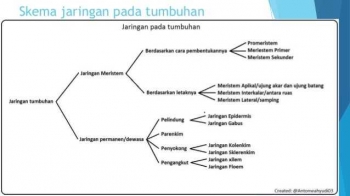 Istimewanya Jaringan Tumbuhan Halaman All Kompasianacom Istimewanya Jaringan Tumbuhan Halaman All Kompasianacom